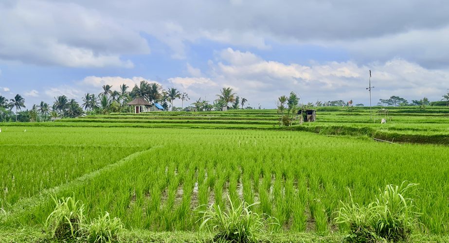 Fietstocht groepsreis rijstvelden Bali